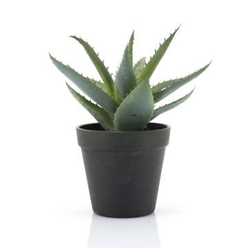 Agave plant